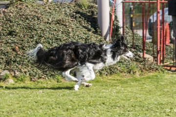 Bordie collie