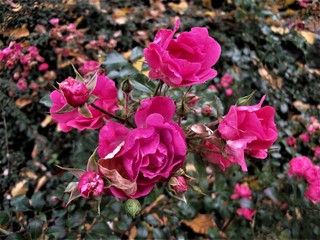 róże kwiaty © Ewa