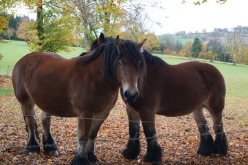 Chevaux Waimerais