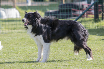 Bordie collie