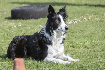 Bordie collie