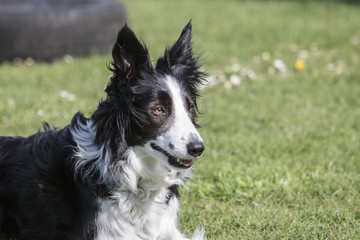 Bordie collie