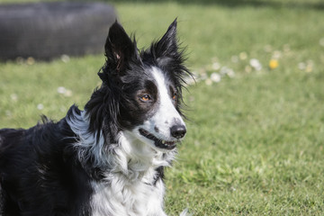 Bordie collie
