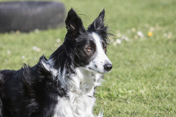 Bordie collie