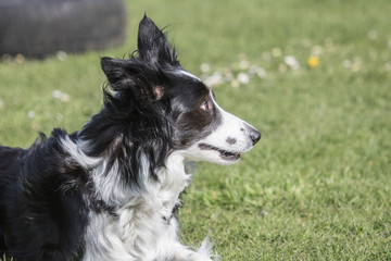Fototapeta premium Bordie collie