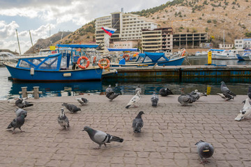 pigeons on the waterfront 2