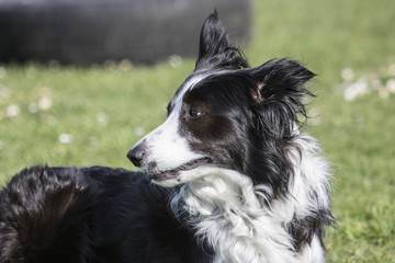 Bordie collie