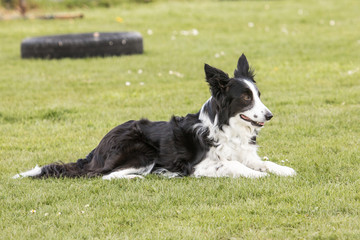 Bordie collie