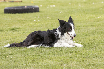 Bordie collie