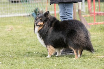Shetthie