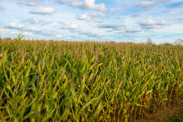 windmills in the forest