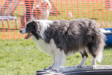 Bordie collie