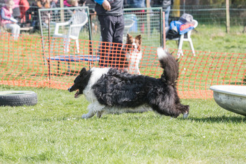 Obraz premium Bordie collie