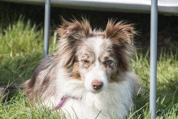 Bordie collie