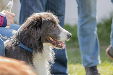 Bordie collie