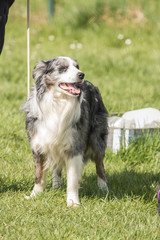 Bordie collie
