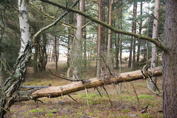 Forest landscape with fallen tree