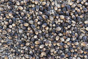 Acorns on the ground