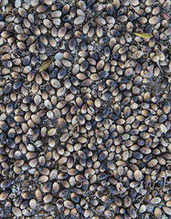 Hundreds of Acorns