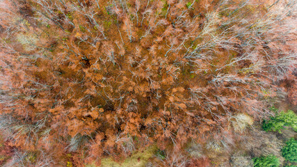 Aerial view of autumn forest.