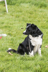 Bordie collie