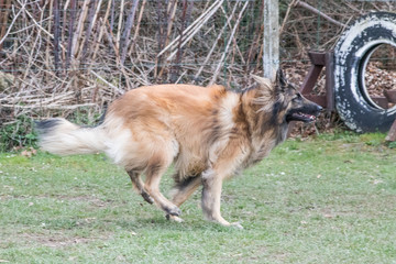 Berger belge tervuren