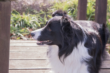 Bordie collie