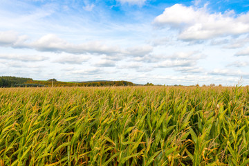 corn field © snowgonzales