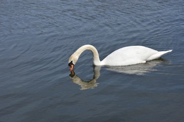 Swan