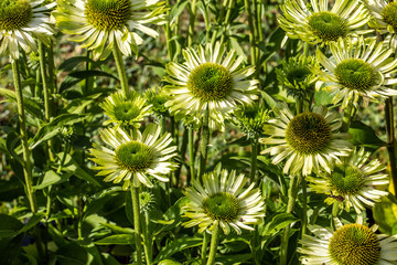 group of green flowers of jewel Echinacea for alternative medicine