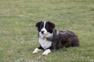 Fototapeta premium Bordie collie