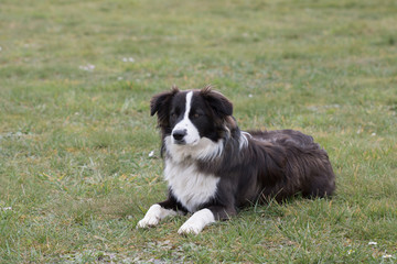Bordie collie