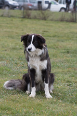 Bordie collie