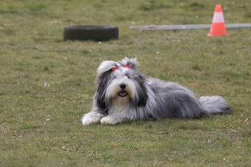 bobtail
