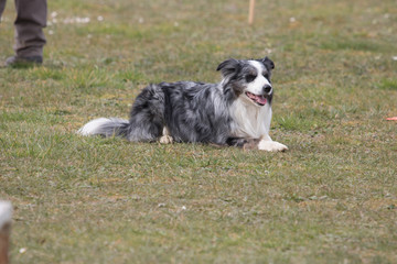 Border collie 