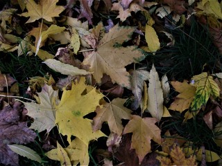 liscie jesien drzewo