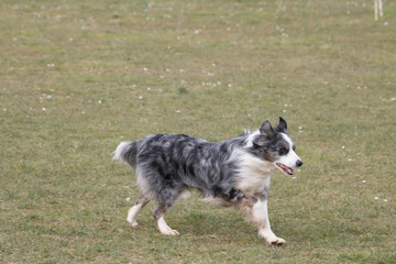 Border collie 