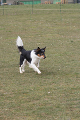 Border collie 