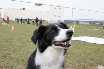 Border collie
