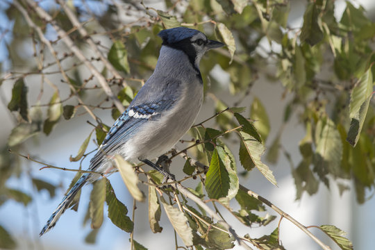 Blue Jay in a Tree