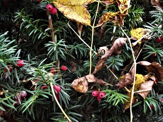 liscie igły owoce jesień