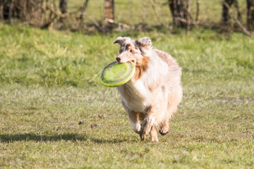 Border collie fresbee