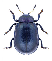 Beetle Plagiosterna aenea on a white background