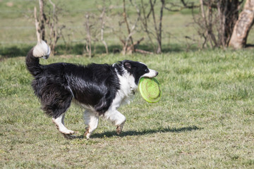 Border collie fresbee