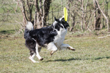 Border collie fresbee