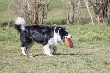 Border collie fresbee