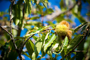 chestnut tree in the mountains on blue sky background