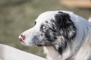Border collie 
