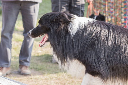 Border collie 