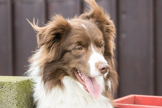 Border collie 